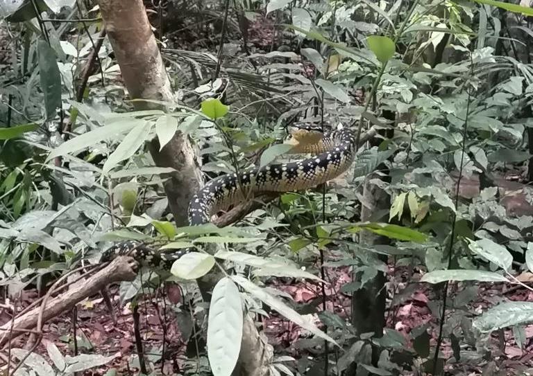 Wagler's Pit Viper in the forest.