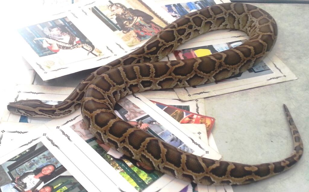 Reticulated python