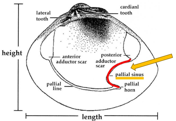Inside view of a Venus clam shell