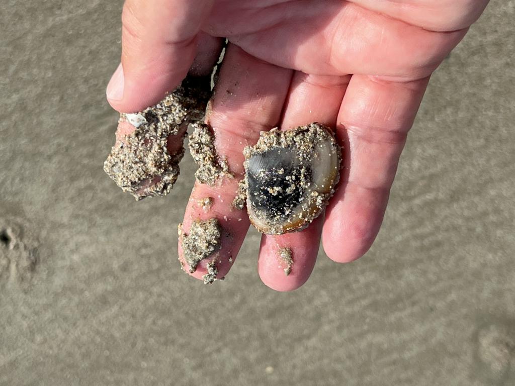 A freshly caught Venus clam of medium size.