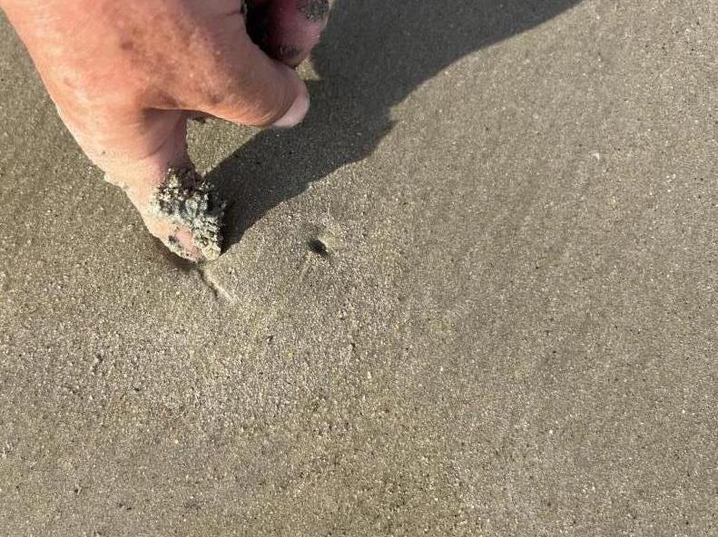 Venus clams will open a syphon hole immediately when a finger is placed next to them.