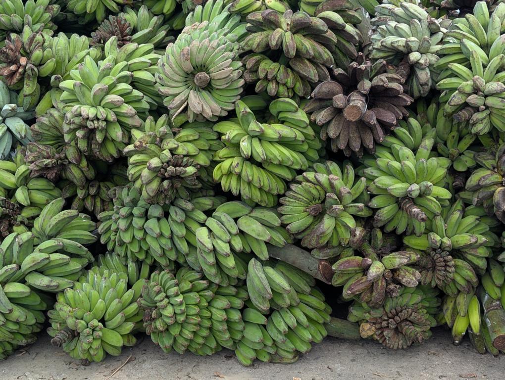 Plantains for shipment from Siberut Island to Padang