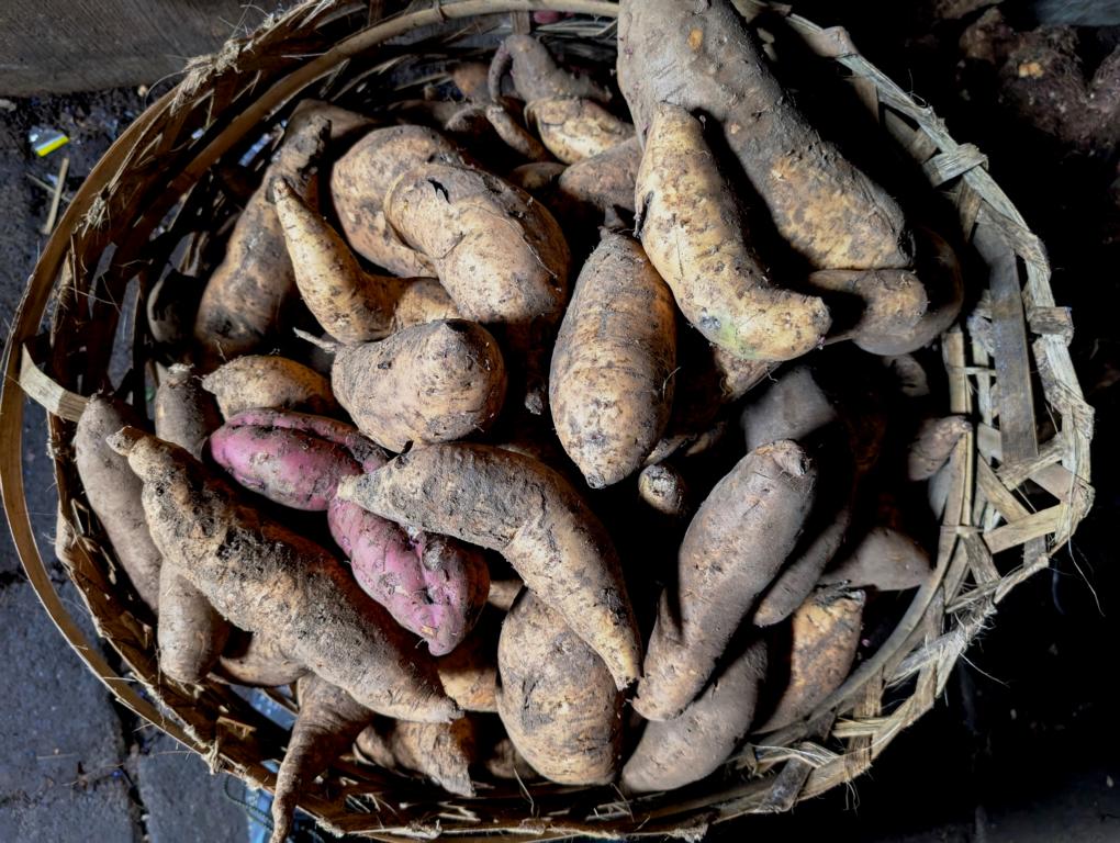 Sweet potato tubers on a fresh market.
