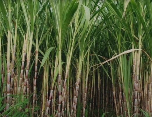 Sugar cane stalks