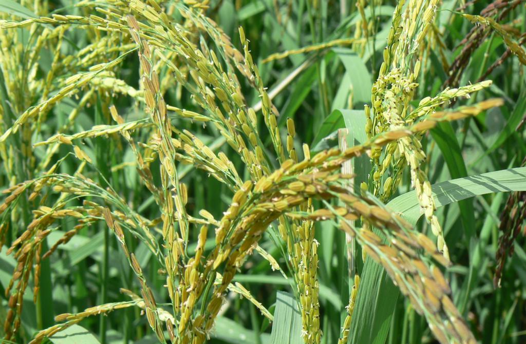 Rice panicle ready to be harvested