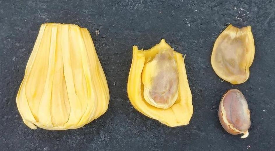Jackfruit bulb with the seed inside
