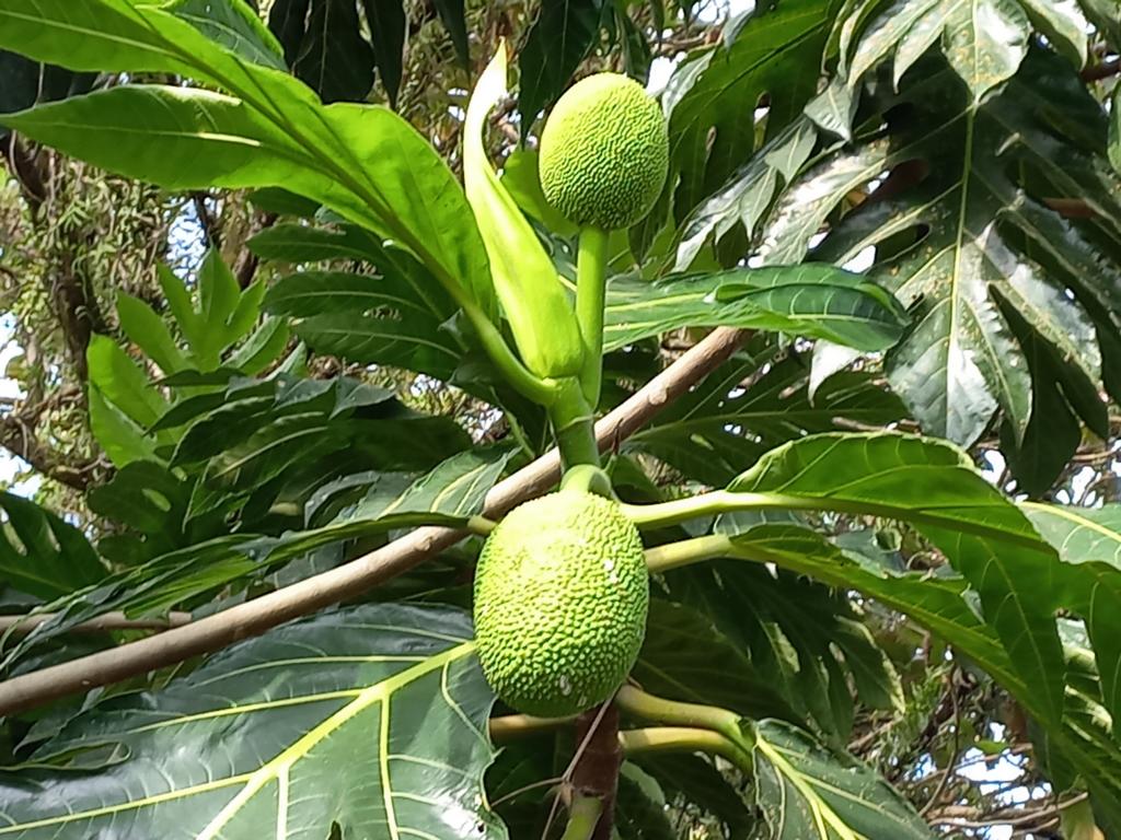 Unripe breadfruits