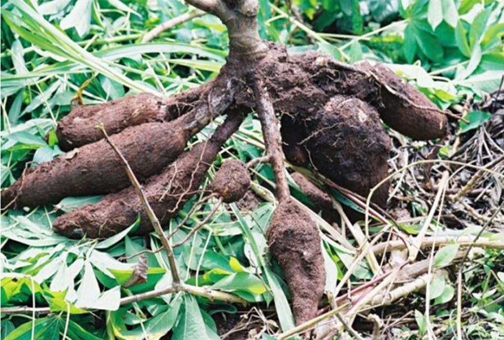 Freshly pulled cassava tubers