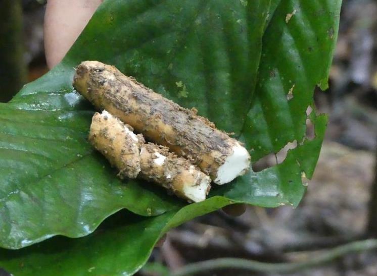 Wild yam root