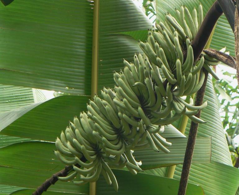 A variety of a French Horn plantain