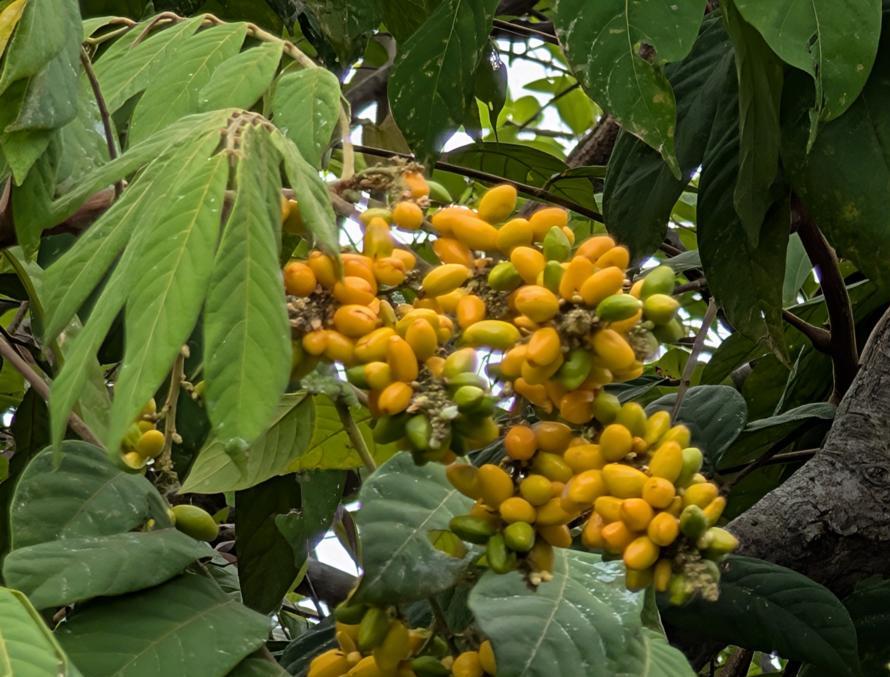 Melinjo fruits, not yet ready to harvest them for their seeds.