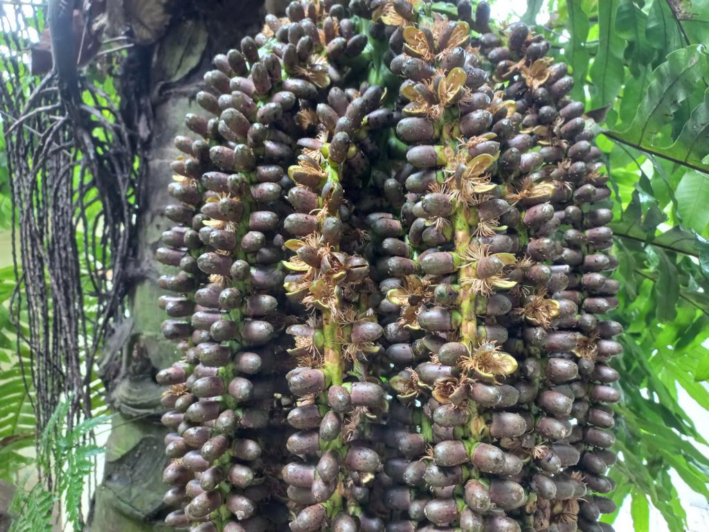 Conspicuous fruit bunch of a sugar palm.