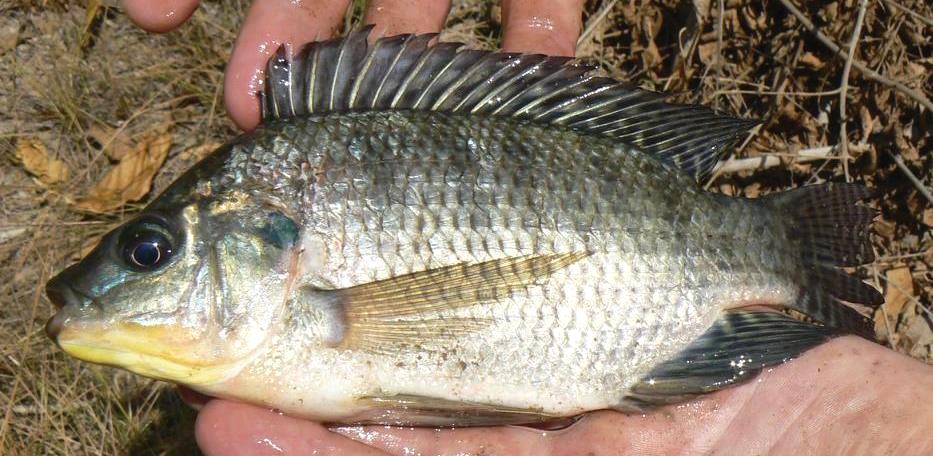 Nile tilapia