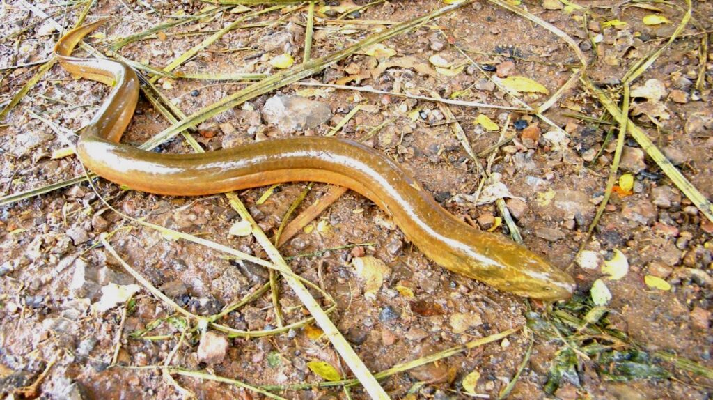 Asian swamp eel