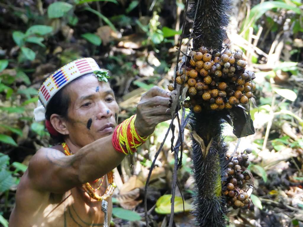 Rattan vine with fruits in the forests of Siberut Island.