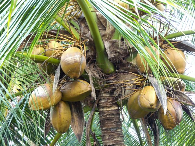 Coconuts.