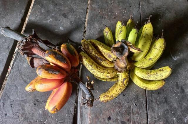 Two species of bananas that the Mentawai eat as a snack.
