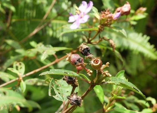 Emerging fruits of the Wood Cranesbill plant.