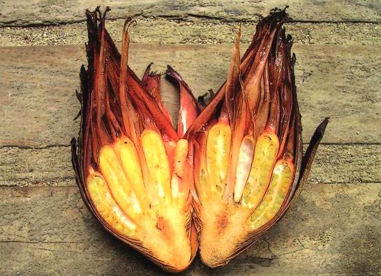 Cut-away of a fruit spike of Hornstedtia conica.