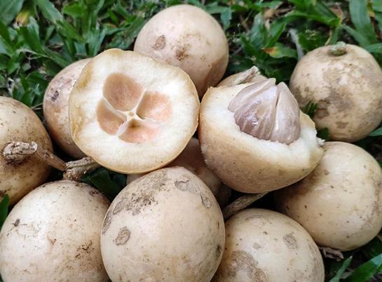 The inside of a Lempaung fruit;