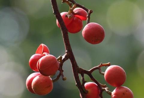 Horsfeldia irya ripe fruits.