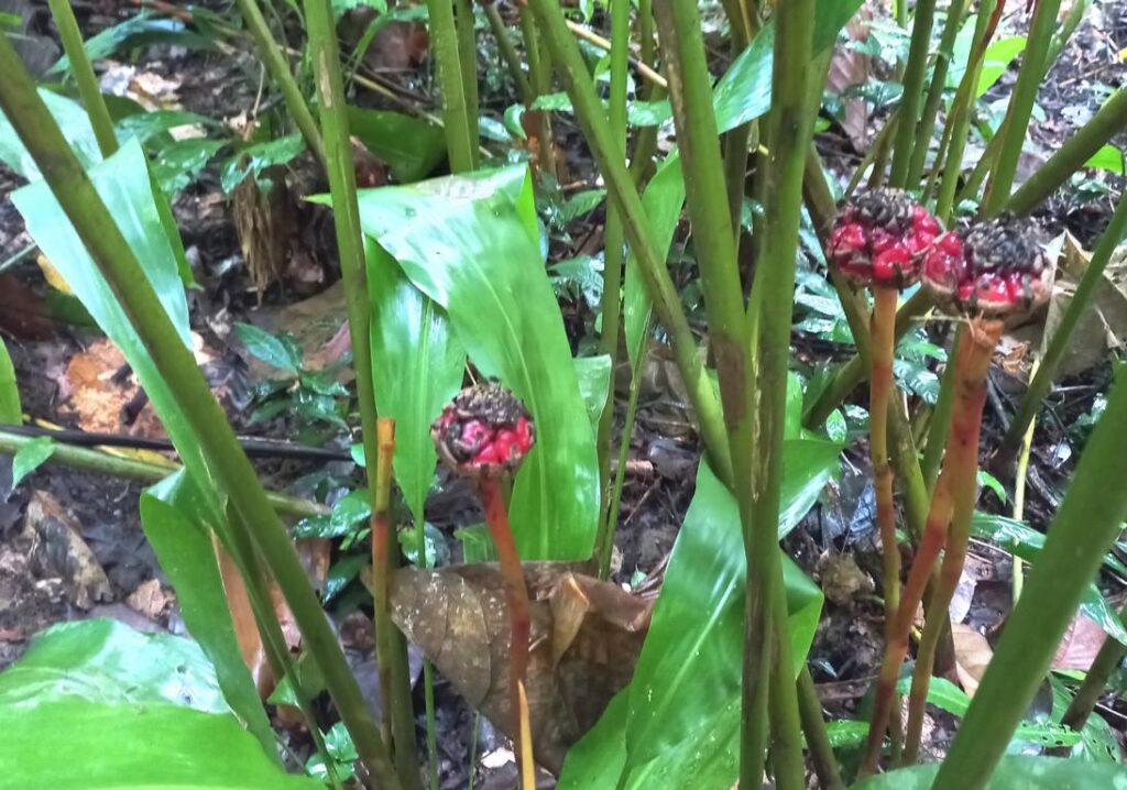 Torch Ginger Plant with fruits.