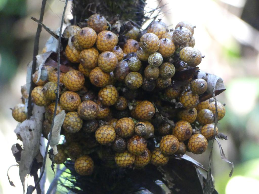 A bunch of ripe rattan fruits.
