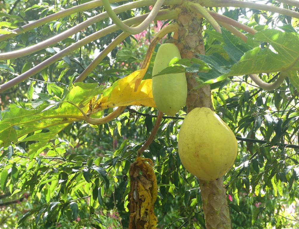 These Papaya fruits are ready to eat.