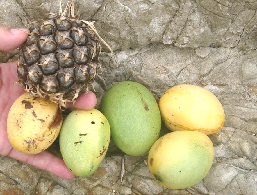 A wild pineapple and wild mangoes.