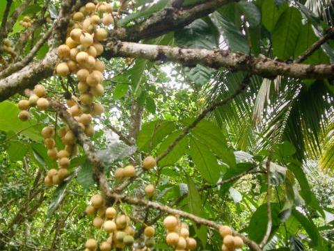 Langsat fruits are ready to harvest.