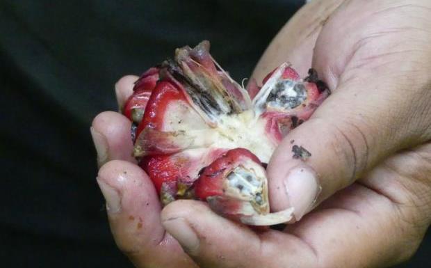 These fruits of a torch ginger plant are eaten.