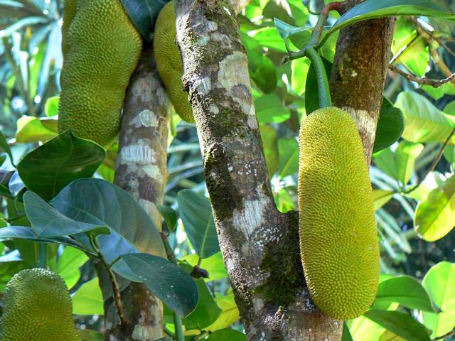 Cempedak fruits resemble elongated jackfruit.