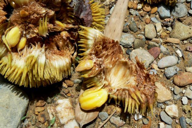 Marang is also called the Terap fruit.