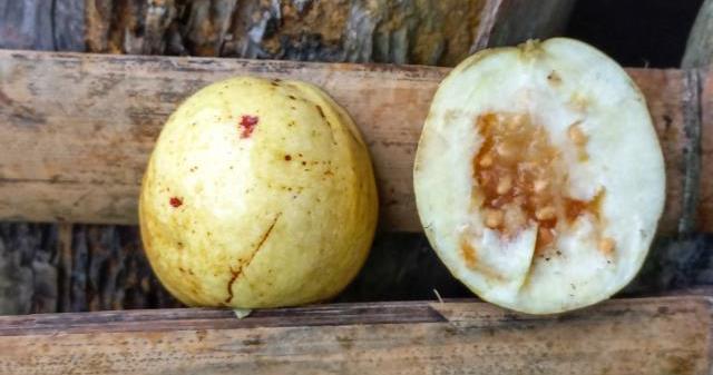 Wild Guava fruits.