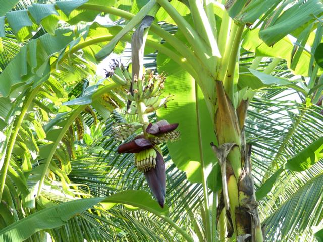 Banana flower