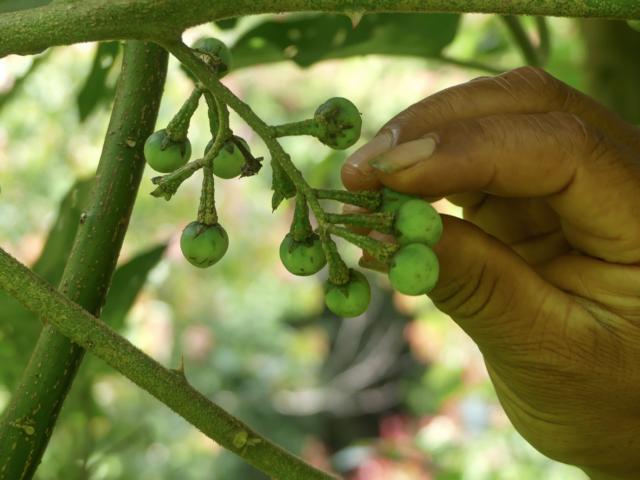 Wild eggplant (Solanum torvum) berries.