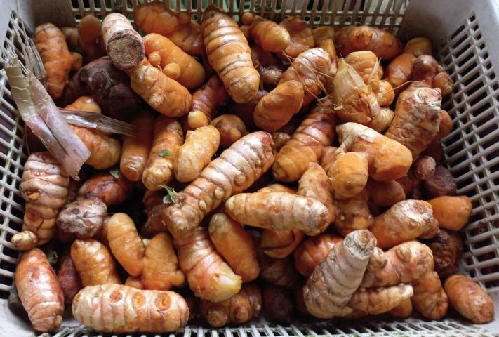 Turmeric (Curcuma longa) rhizomes.