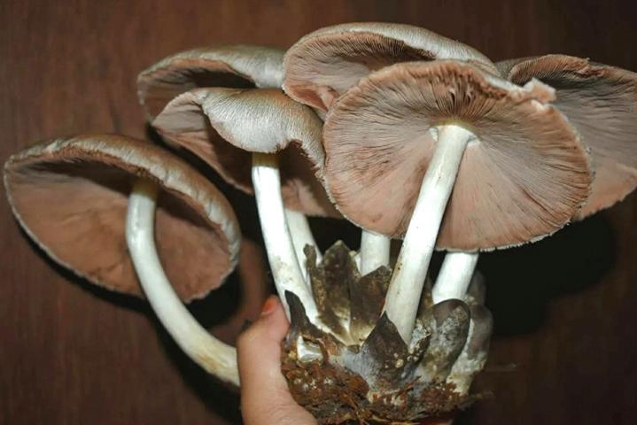 Sago mushrooms