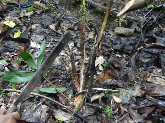 Cut-away of the growing buds of a young rattan palm.