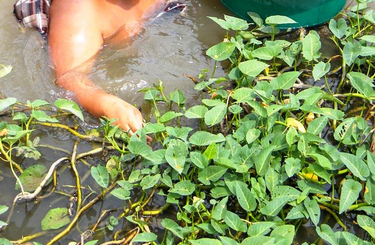 Harvest of Morning Glory leaves.