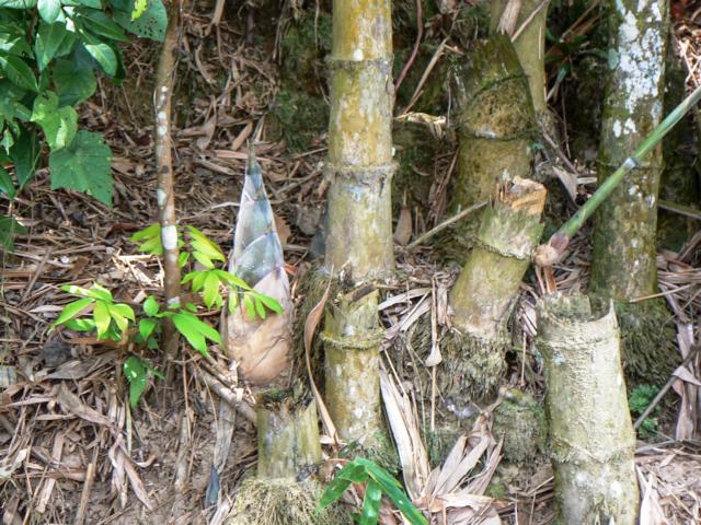 Bamboo shoot
