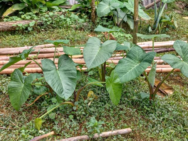 Taro leaves and stalks.