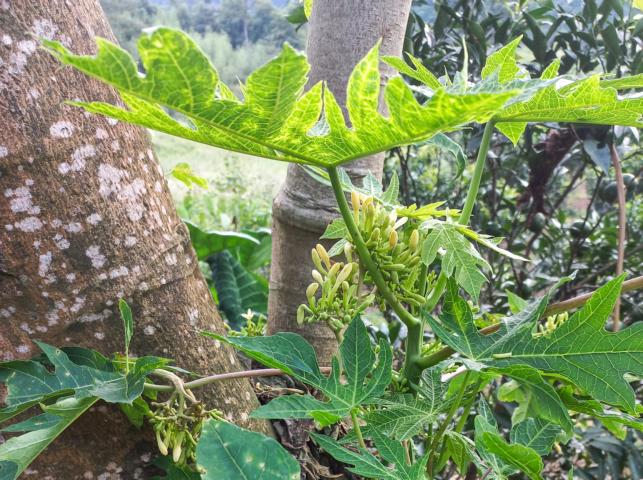 Papaya leaves and flowers.