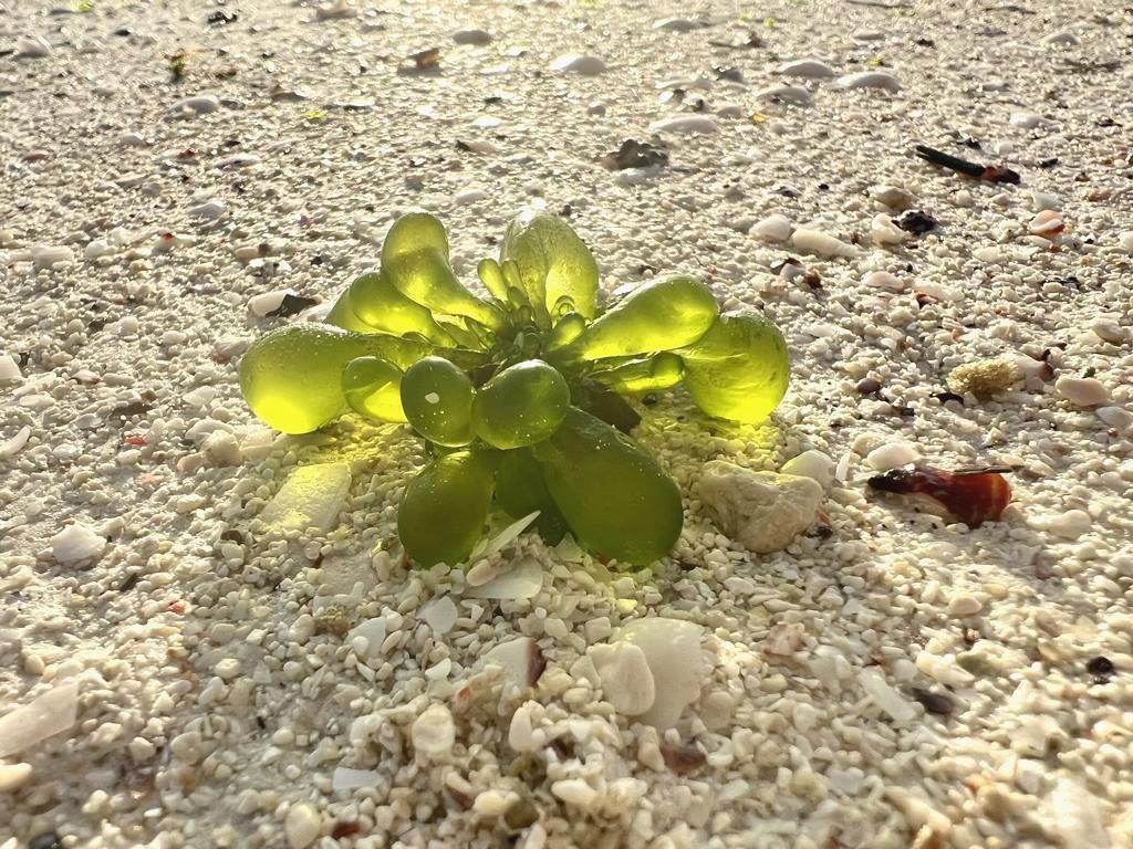 Bubble green seaweed at Zanzibar