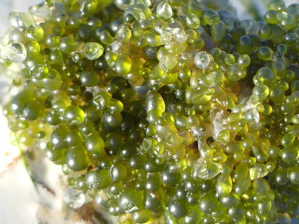 Bubble green seaweed at Zanzibar