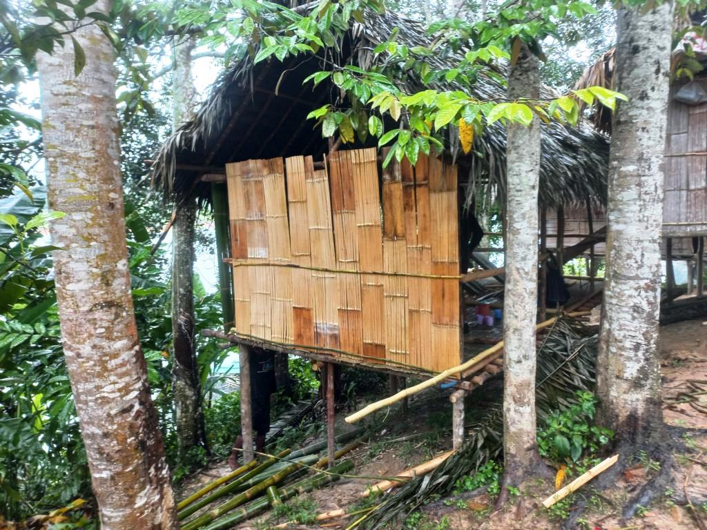 Inside of bamboo tubes will form the outside of the sidewalls of Jahai huts