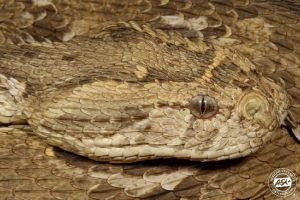 Snake Senses Bushguide 101