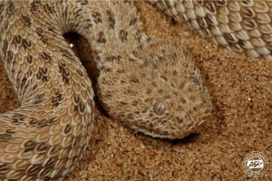 Snake Senses Bushguide 101