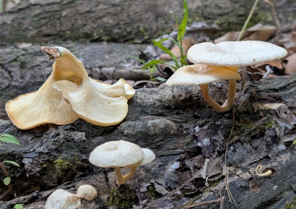 Funnel woodcap (Lentinus sajor-caju) in Indonesia