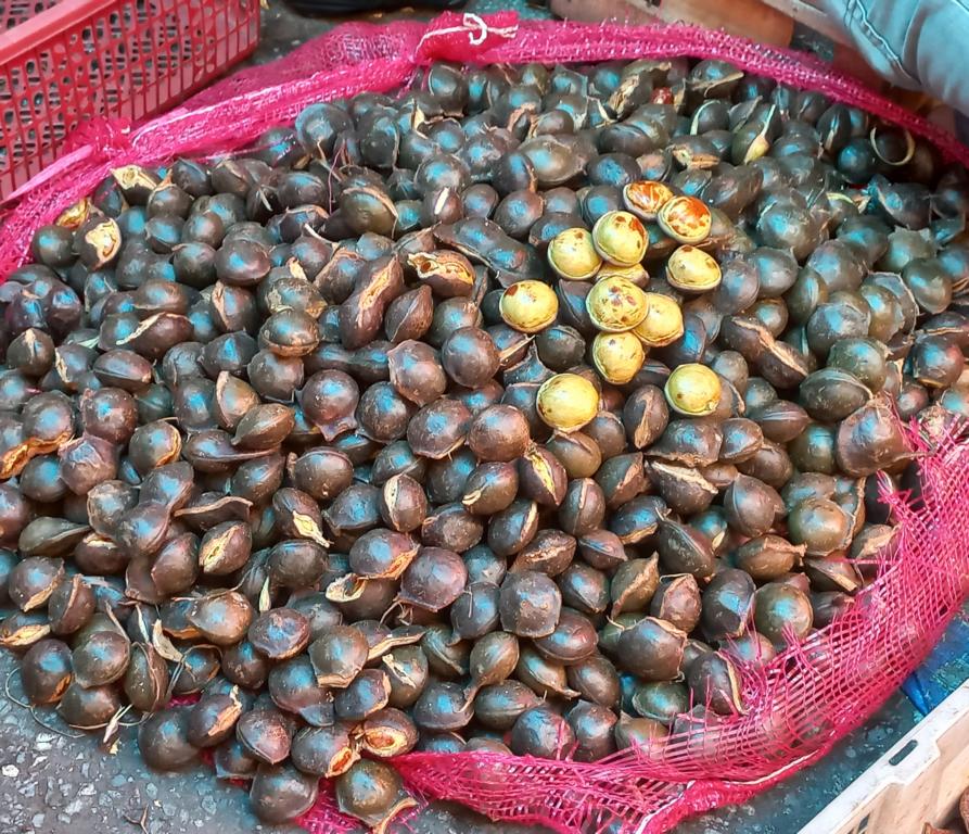 Jengkol (Pithecellobium jiringa) seeds and pods at Pasar Raya Padang.